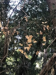 Phytophthora ramorum