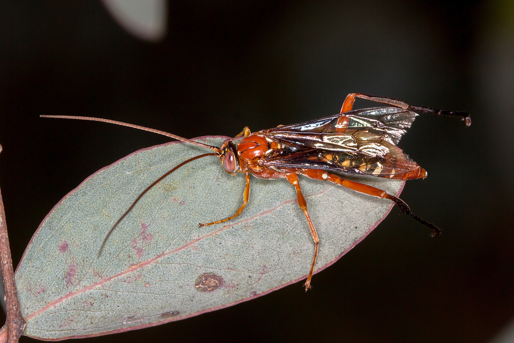 Lissopimpla