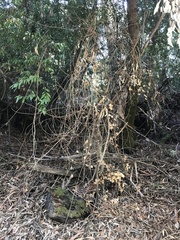 Phytophthora ramorum