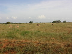 Nanger granti
