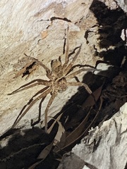 Heteropodinae