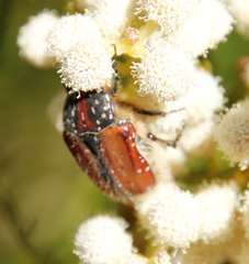 Trichostetha capensis hottentotta