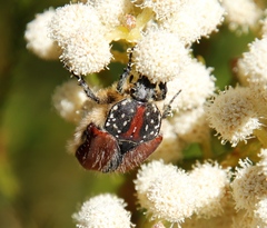 Trichostetha capensis hottentotta