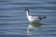 Recurvirostra avosetta