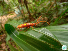 Coccoderus