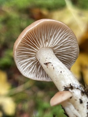 Rhodocybe nuciolens