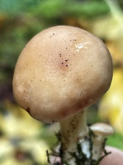 Rhodocybe nuciolens
