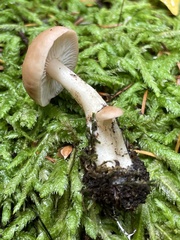 Rhodocybe nuciolens