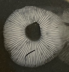 Rhodocybe nuciolens