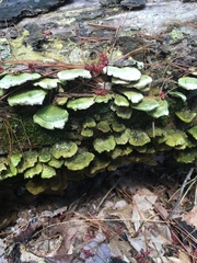 Trichaptum abietinum image