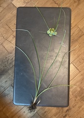 Cyperus pseudovegetus