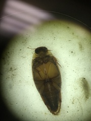 Coptotomus longulus