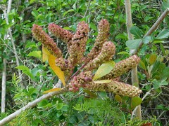 Cussonia thyrsiflora