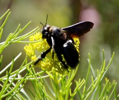Xylocopa capitata