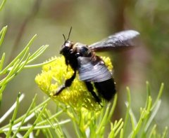 Xylocopa capitata