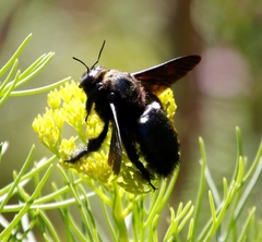 Xylocopa capitata