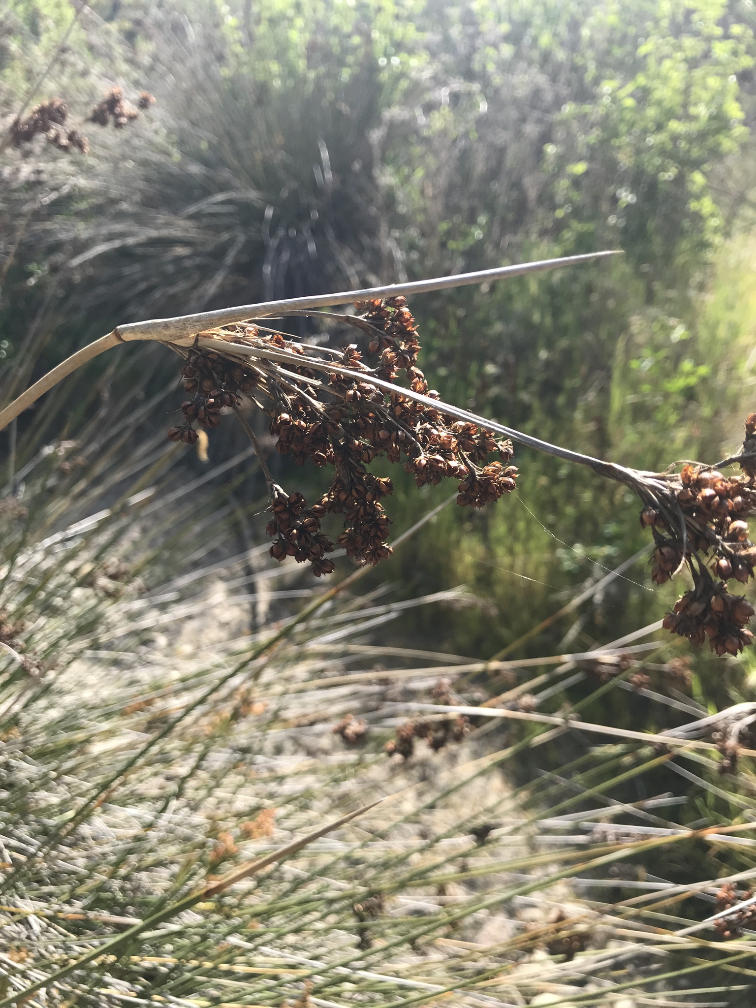 Juncus textilis
