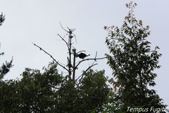 Oreophasis derbianus