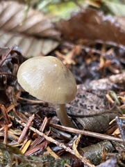 Tricholyophyllum