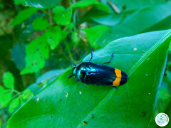 Conognatha amoena
