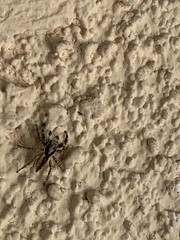 Menemerus bivittatus