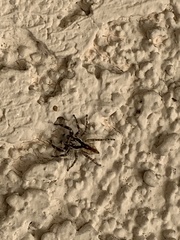 Menemerus bivittatus
