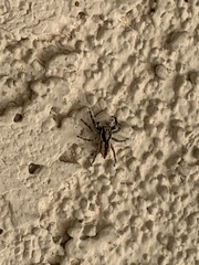 Menemerus bivittatus
