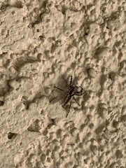 Menemerus bivittatus