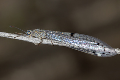 Bandidus canifrons