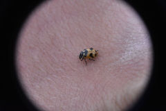 Hippodamia oregonensis