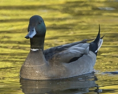 Anas platyrhynchos × acuta
