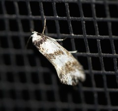 Isomoralla gephyrota