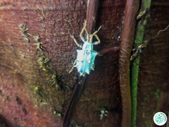 Platyomus piscatorius