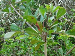 Cussonia thyrsiflora