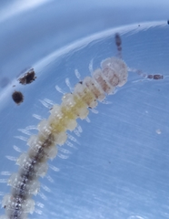 Brachydesmus superus