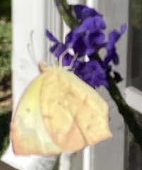 Abaeis mexicana