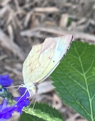Abaeis mexicana