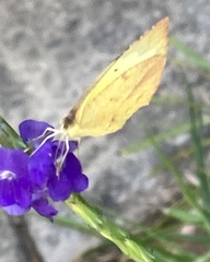 Abaeis mexicana