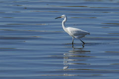 Egretta garzetta