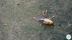 Odontoderes morbillosus