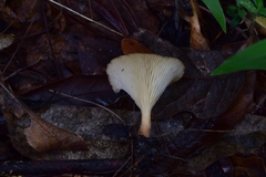 Agaricomycetes