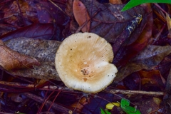 Agaricomycetes