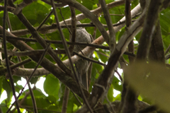 Lipaugus vociferans