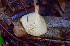 Agaricomycetes