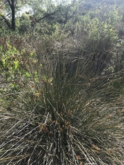 Juncus textilis