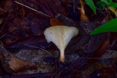Agaricomycetes