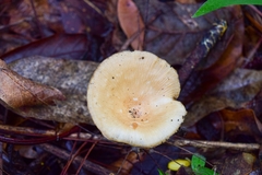 Agaricomycetes