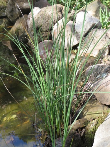 iNaturalist observation photo of Rushes