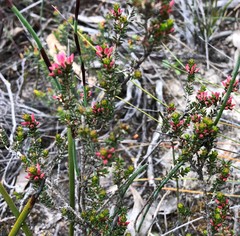 Calytrix alpestris