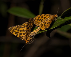 Epobeidia tigrata tigrata